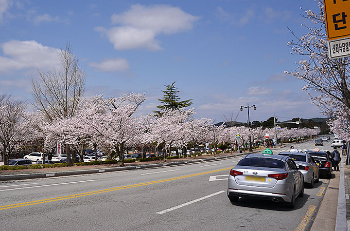 慶州市の沿道にはさくらさくらさくら