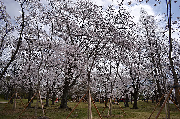 一面に桜が満開