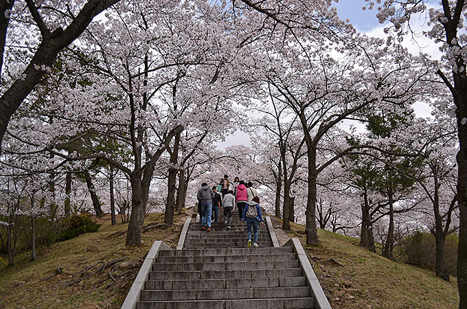 あとで調べたら20万本もの桜があるようです！