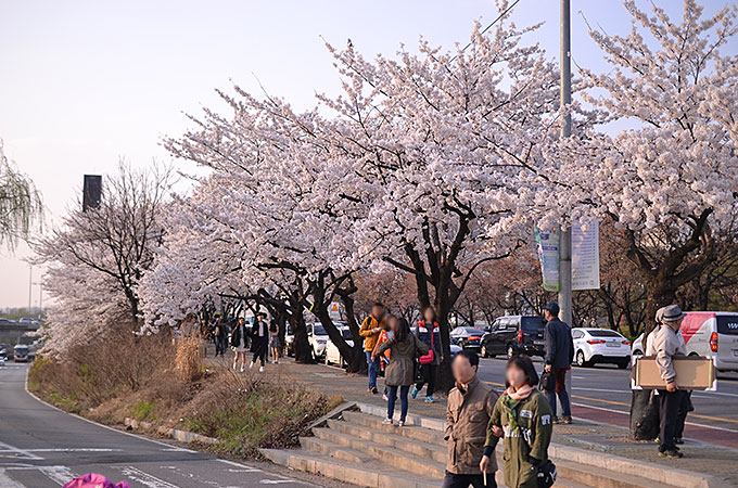 ヨイドの桜まつり川沿い一面にさくら
