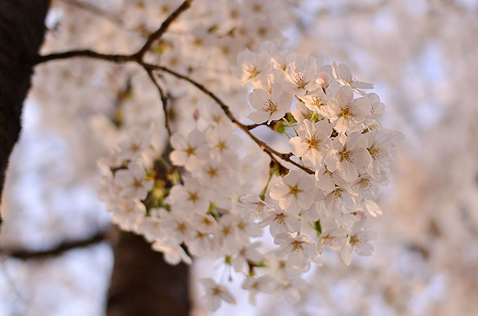 桜まつりをチェック