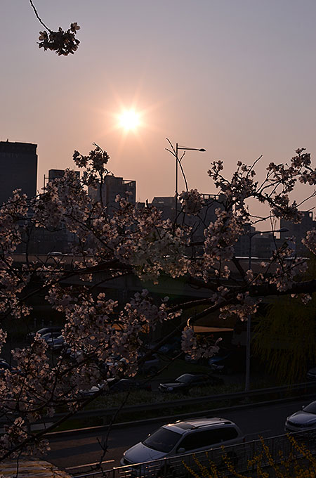 ちょっと日が沈みかけの時に行ったのですが桜はきれい