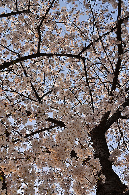 ヨイドの桜を見に行ってみてはいかがでしょうか？