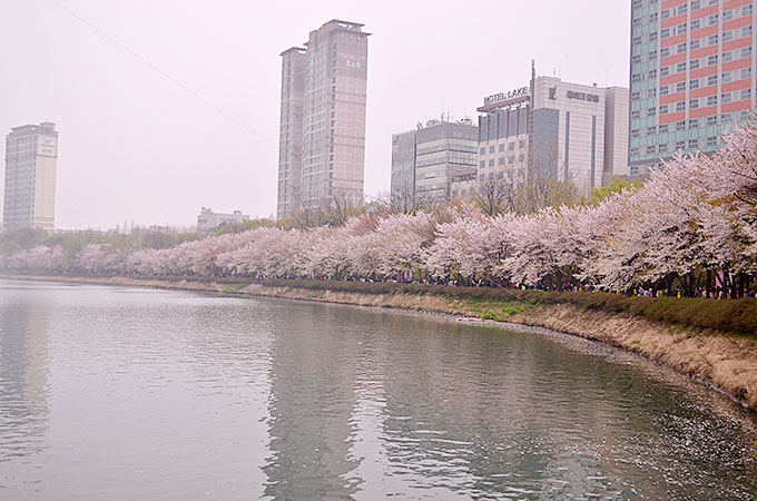 ぜひ機会がありましたら、잠실 チャムシル（蚕室）の桜まつりにいってみてはいかがでしょうか♪