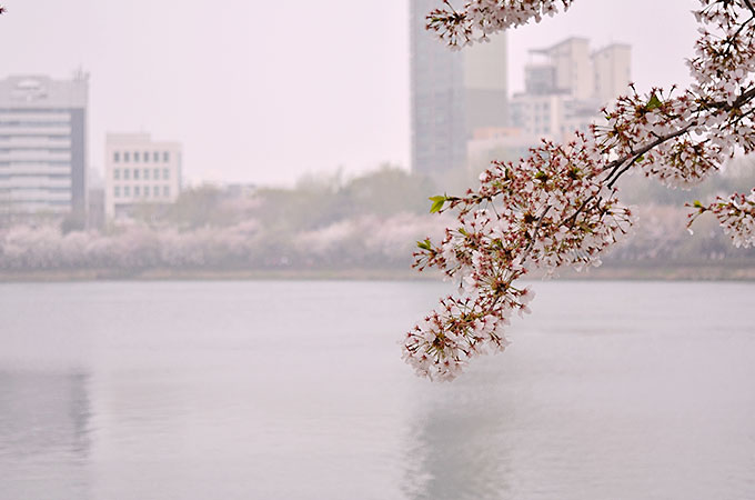 チャムシル（잠실）の石村湖桜まつり02