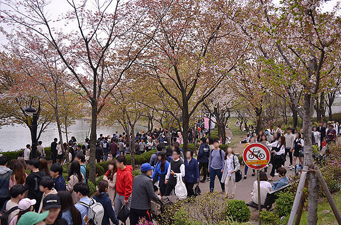 桜を見に行った日が日曜日でちょうど、石村湖桜まつり