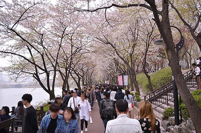 散り気味の桜でしたが、綺麗に咲いている場所もかすかにあり、お花見を楽しむことが出来ました。