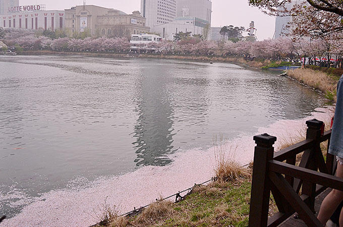 チャムシル（잠실）の石村湖桜まつり 水辺には散ったさくらが浮かんで綺麗でした。