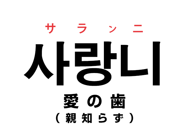 親知らずは韓国語で「사랑니 サランニ（愛の歯）」と言うの？！なんで？？