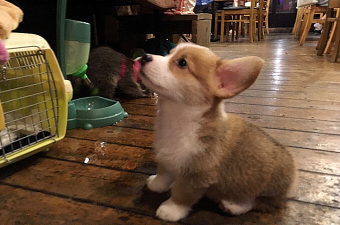 そして足の短い子犬のコーギーもなぜかラクーンカフェなのに登場♪