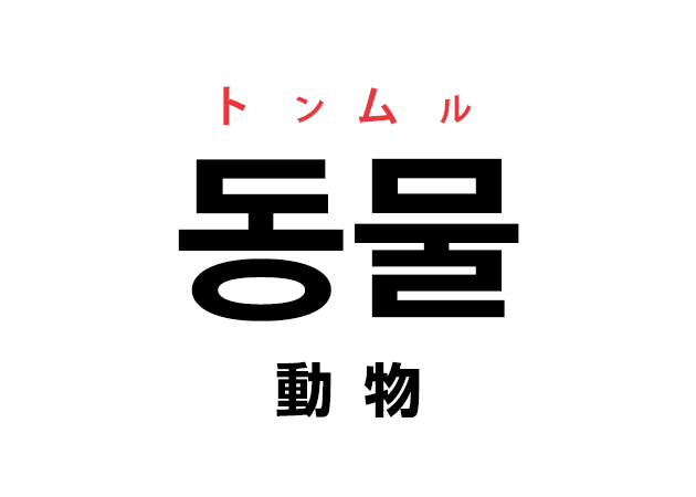 韓国語の「동물 トンムル（動物）」を覚える！