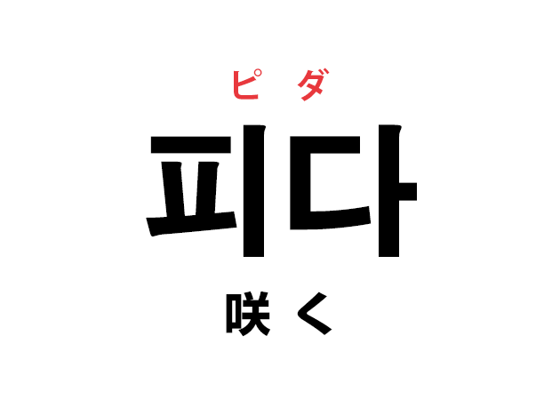 韓国語の「피다 ピダ（咲く）」を覚える！