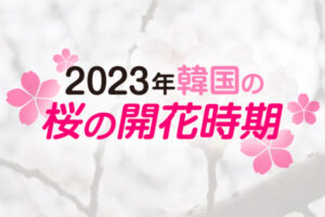 2024年韓国の桜開花・桜まつりの情報をチェック！