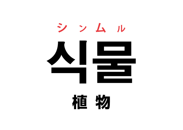 韓国語の「식물 シンムル（植物）」を覚える！